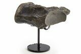 Fossil Mosasaur (Clidastes?) Vertebra w/ Metal Stand - Texas #316021-1